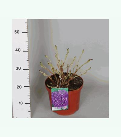 Hydrangea Macrophylla "Hovaria Hobergine" boerenhortensia