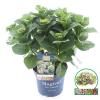 Hydrangea Macrophylla "Magical Amethyst Blauw"® boerenhortensia
