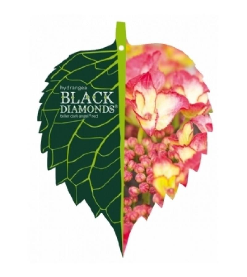 Hydrangea Macrophylla "Black Diamond® Dark Angel"® schermhortensia