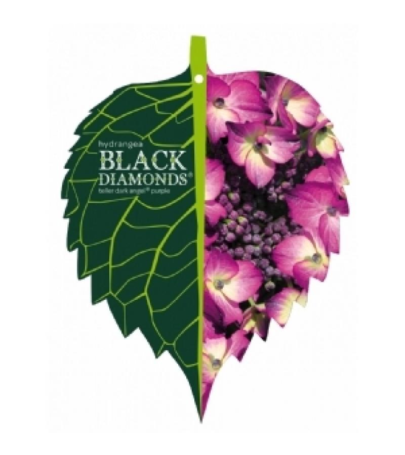 Hydrangea Macrophylla "Black Diamond® Dark Angel Purple"® schermhortensia