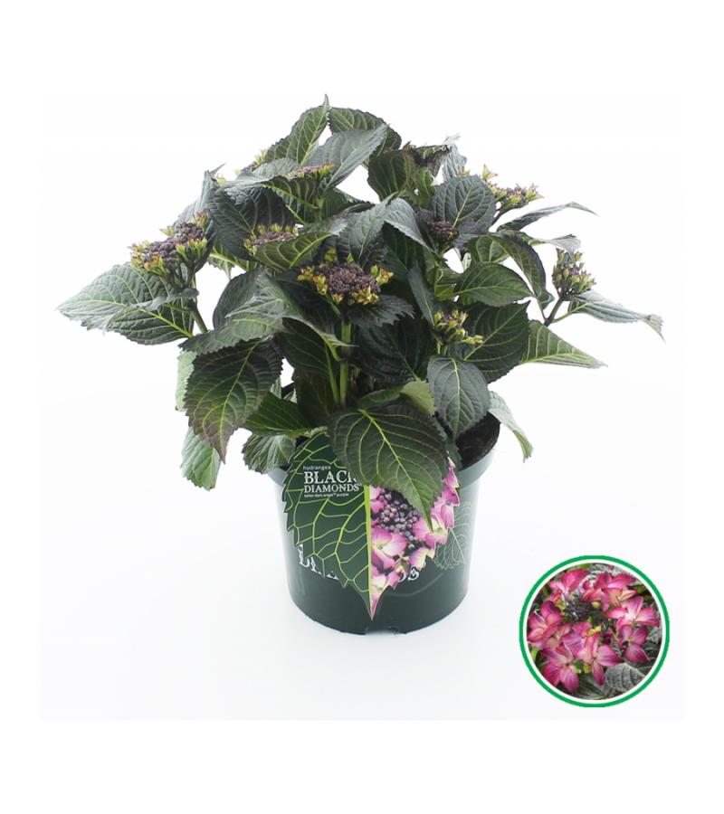Hydrangea Macrophylla "Black Diamond® Dark Angel Purple"® schermhortensia