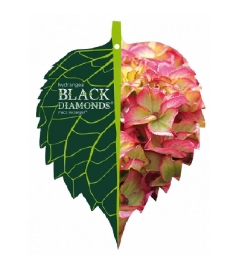 Hydrangea Macrophylla "Black Diamond® Red Angel"® boerenhortensia