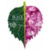Hydrangea Macrophylla "Black Diamond® Red Angel Purple"® boerenhortensia