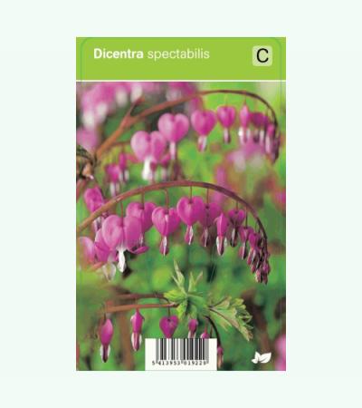 Gebroken hartje (dicentra spectabilis) voorjaarsbloeier