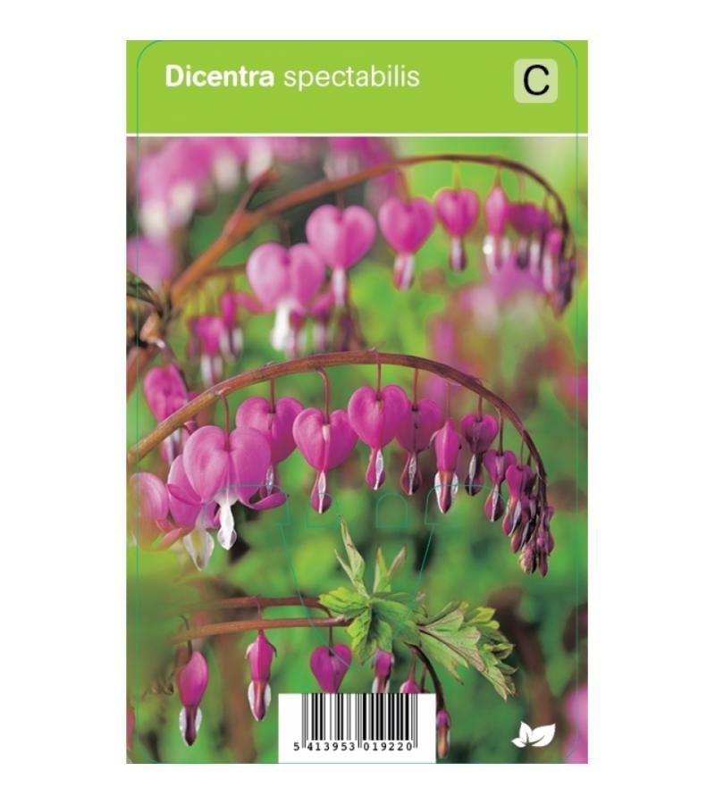 Gebroken hartje (dicentra spectabilis) voorjaarsbloeier