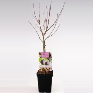 Afbeelding Pruimenboom (prunus domestica "Hauszwetsche") fruitbomen - In 5 liter pot - 1 stuks door Tuinexpress.nl