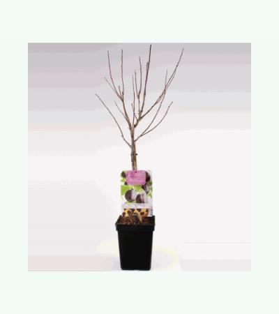 Pruimenboom (prunus domestica "Hauszwetsche") fruitbomen