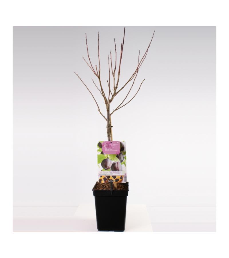 Pruimenboom (prunus domestica "Hauszwetsche") fruitbomen