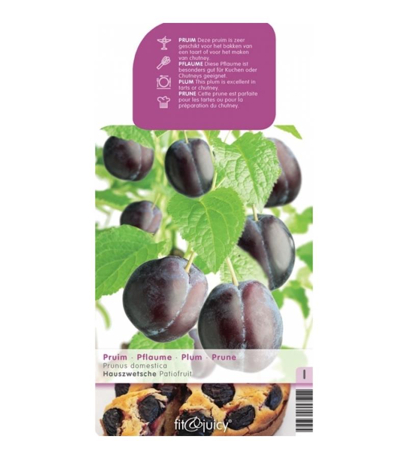 Pruimenboom (prunus domestica "Hauszwetsche") fruitbomen