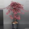 Japanse esdoorn (Acer palmatum "Fireglow") heester