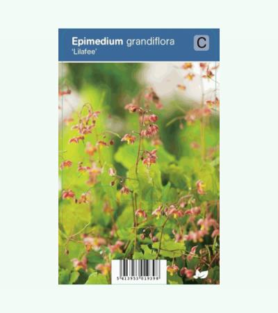 Elfenbloem (epimedium grandiflora "Lilafee") schaduwplant