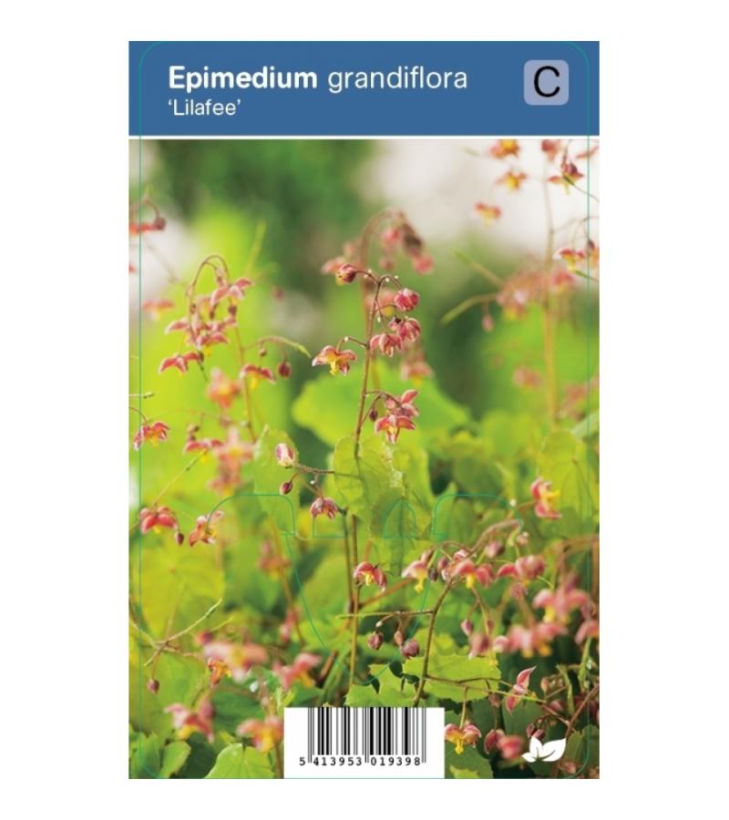 Elfenbloem (epimedium grandiflora "Lilafee") schaduwplant