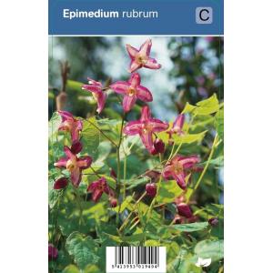 Elfenbloem (epimedium rubrum) schaduwplant