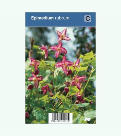 Elfenbloem (epimedium rubrum) schaduwplant