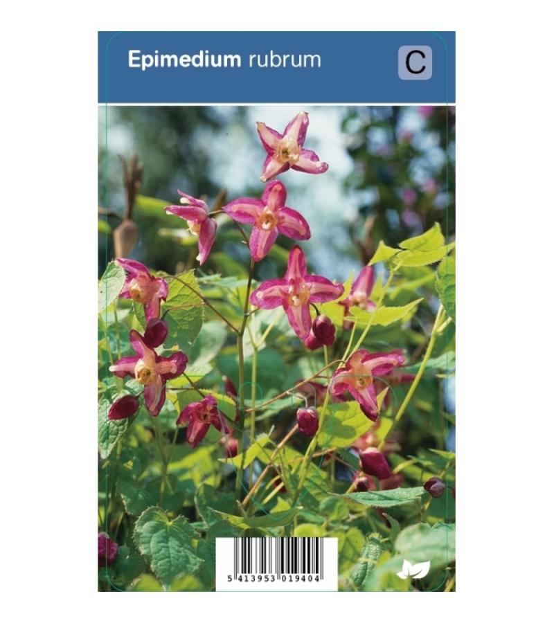 Elfenbloem (epimedium rubrum) schaduwplant