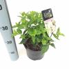 Hydrangea Paniculata "Little Lime"® pluimhortensia