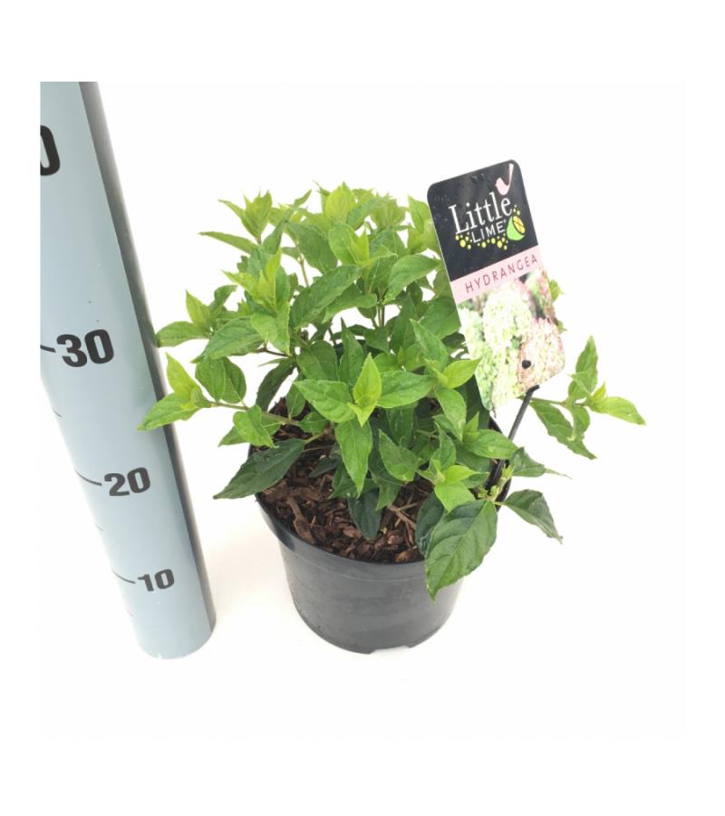 Hydrangea Paniculata "Little Lime"® pluimhortensia
