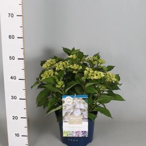 Hydrangea Macrophylla Magical Harmony Blauw® boerenhortensia