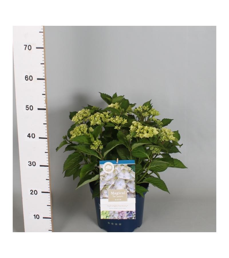 Hydrangea Macrophylla "Magical Harmony Blauw"® boerenhortensia