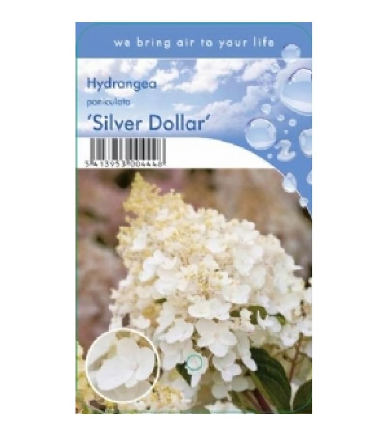 Hydrangea Paniculata "Silver Dollar" pluimhortensia