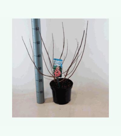 Hydrangea Paniculata "Mega Mindy"® pluimhortensia