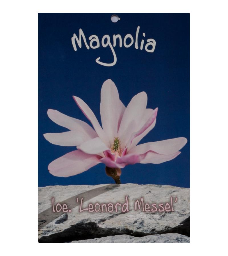 Magnolia struik Loeberni Leonard Messel