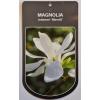 Magnolia struik Loeberni Merrill