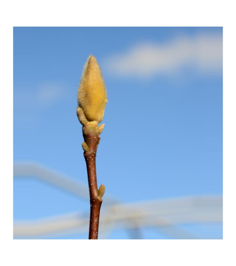 Magnolia struik Soulangeana Rickii