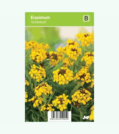 Muurbloem (erysimum "Goldstaub") voorjaarsbloeier