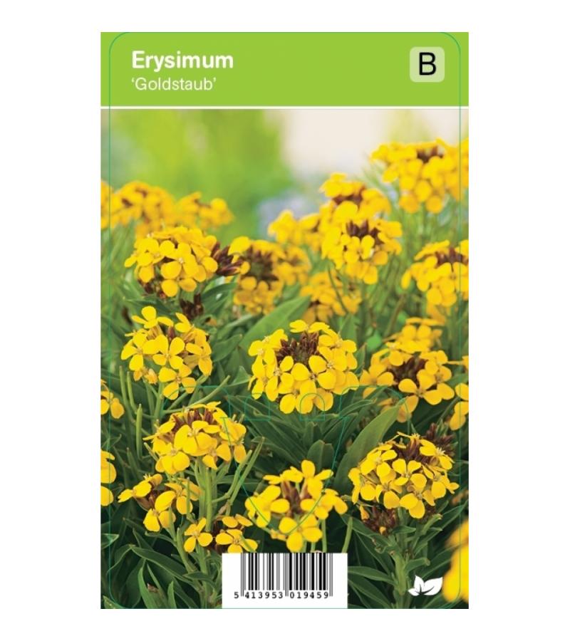 Muurbloem (erysimum "Goldstaub") voorjaarsbloeier