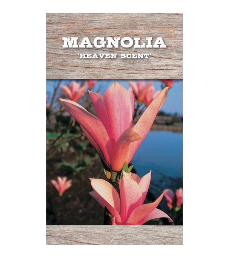 Magnolia struik Heaven Scent