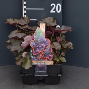 Purperklokje (heuchera micrantha Palace Purple) bodembedekker - 4-pack - 1 stuks
