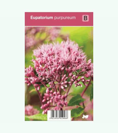 Leverkruid (eupatorium purpureum) najaarsbloeier