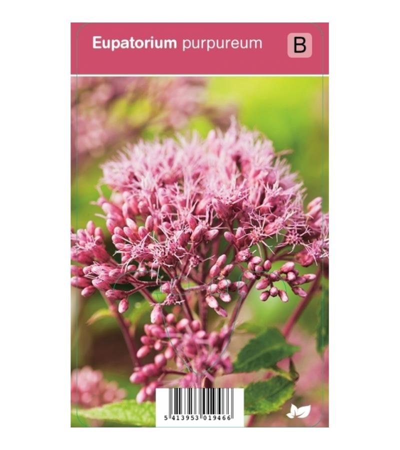 Leverkruid (eupatorium purpureum) najaarsbloeier