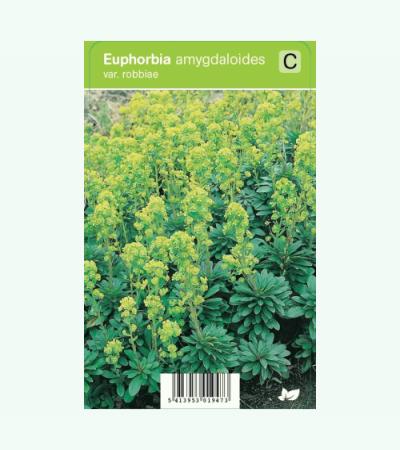 Wolfsmelk (euphorbia amygdaloides Var. Robbiae) voorjaarsbloeier