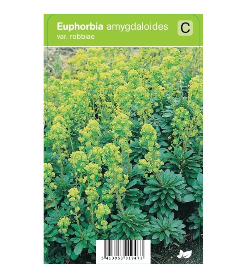 Wolfsmelk (euphorbia amygdaloides Var. Robbiae) voorjaarsbloeier
