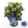 Hydrangea Macrophylla Music Collection "Blue Ballad"® boerenhortensia