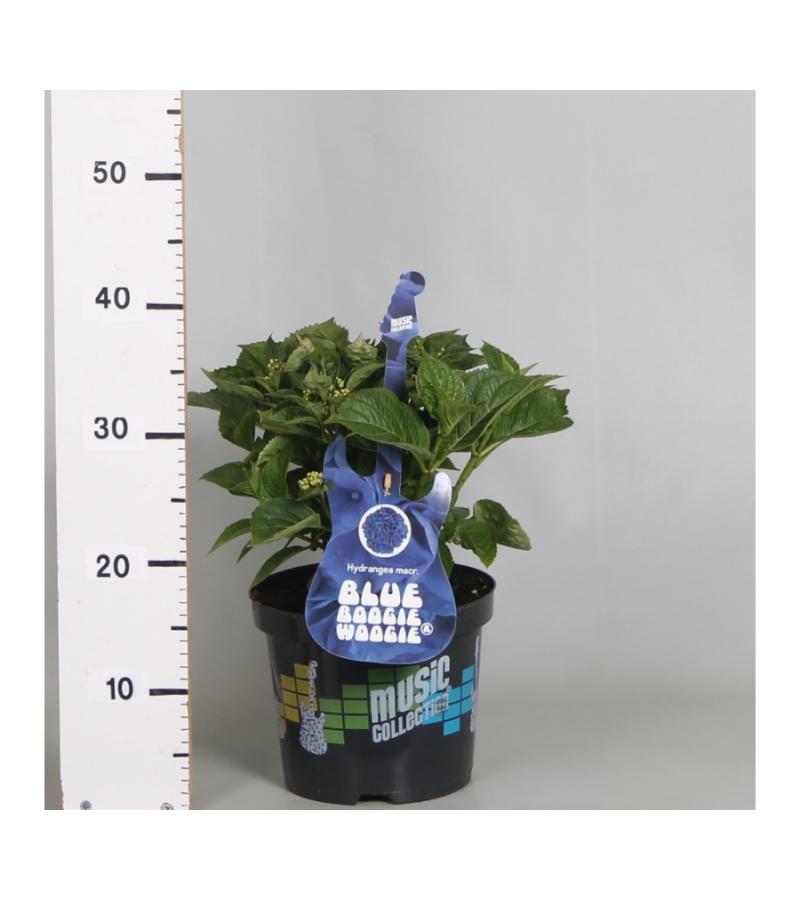 Hydrangea Macrophylla Music Collection "Blue Boogiewoogie"® boerenhortensia