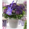 Hydrangea Macrophylla Music Collection "Deep Purple Dance"® boerenhortensia