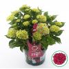 Hydrangea Macrophylla Music Collection "Pink Pop"® boerenhortensia