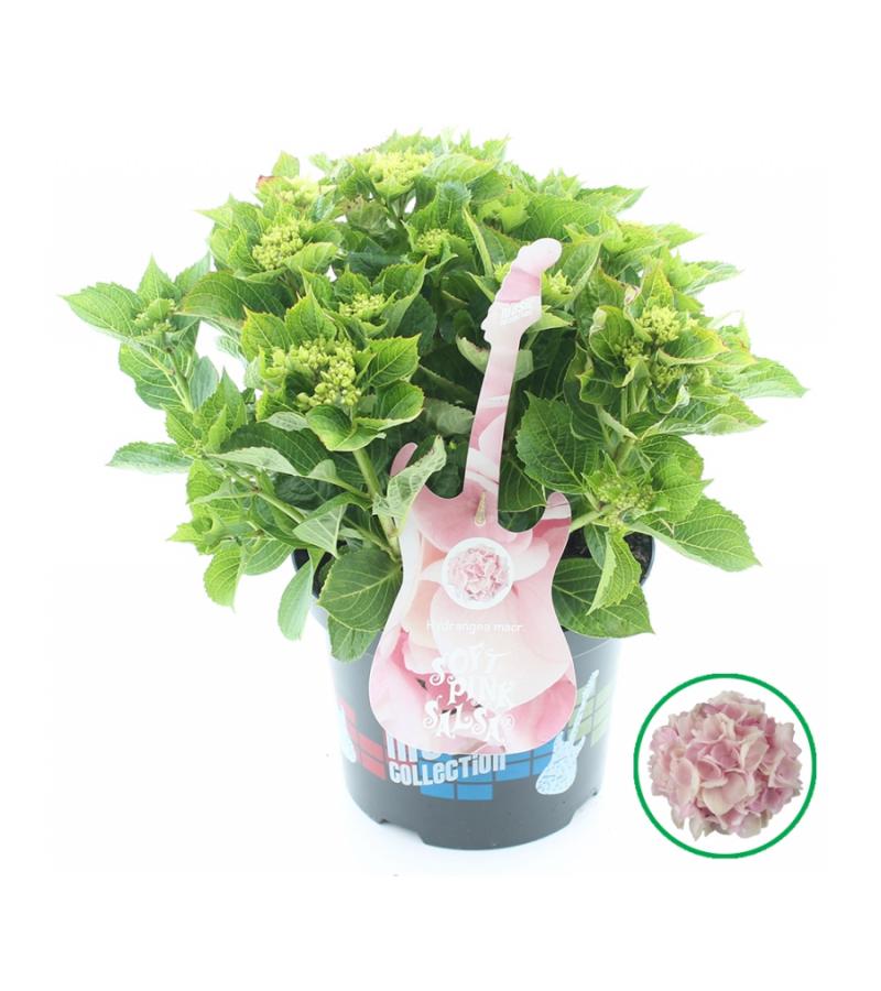 Hydrangea Macrophylla Music Collection "Soft Pink Salsa"® boerenhortensia