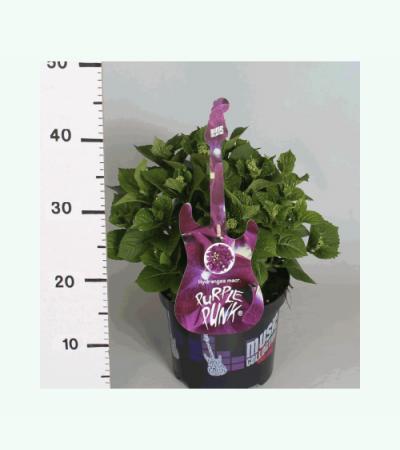 Hydrangea Macrophylla Music Collection "Purple Punk"® boerenhortensia