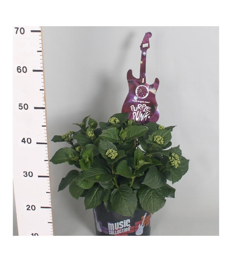 Hydrangea Macrophylla Music Collection "Purple Punk"® boerenhortensia