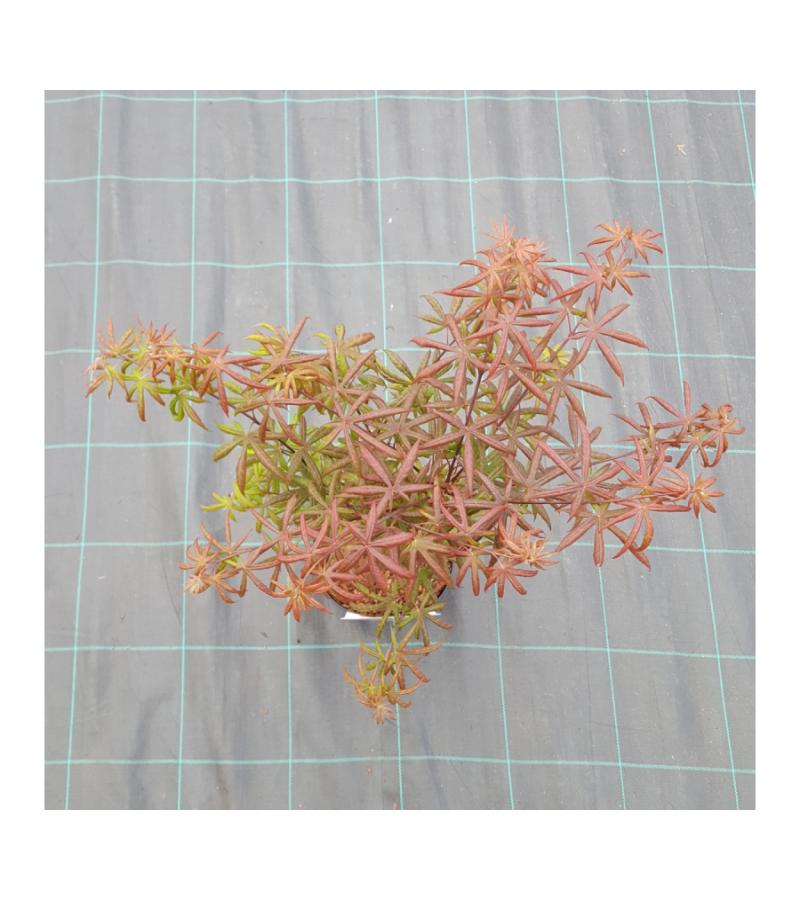 Japanse esdoorn (Acer palmatum "Starfish") heester