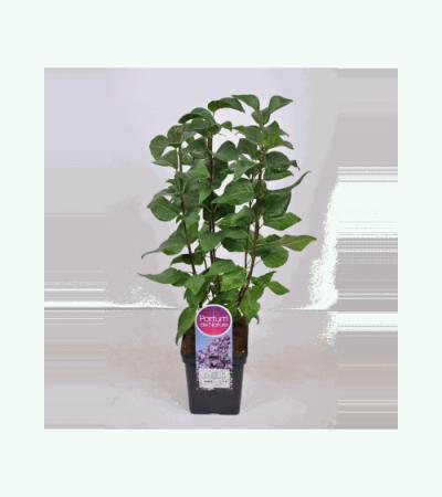 Sering (syringa vulgaris "Lavender Lady") 