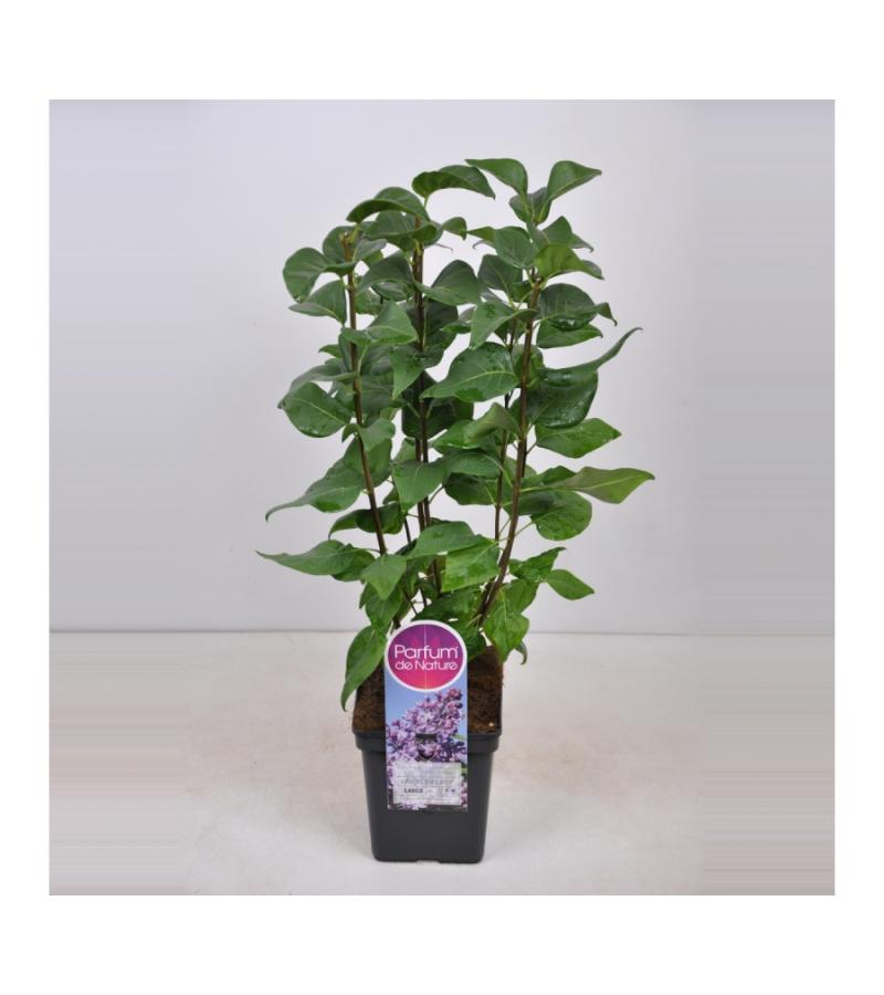 Sering (syringa vulgaris "Lavender Lady") 