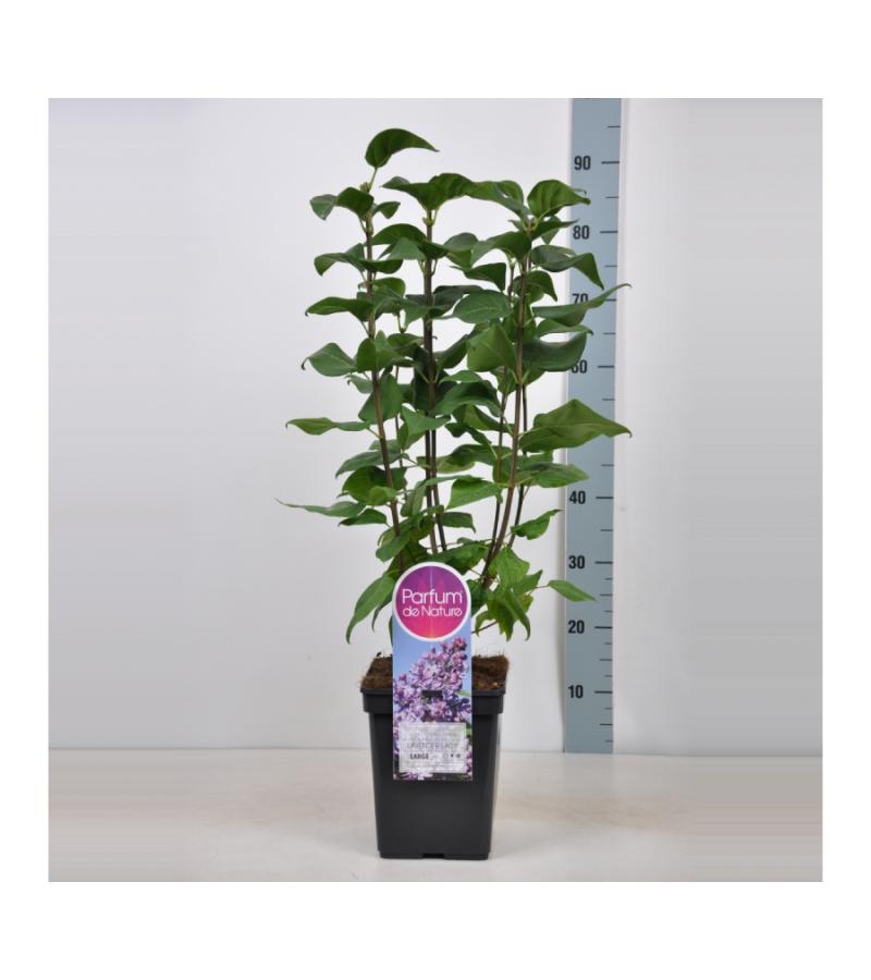 Sering (syringa vulgaris "Lavender Lady") 