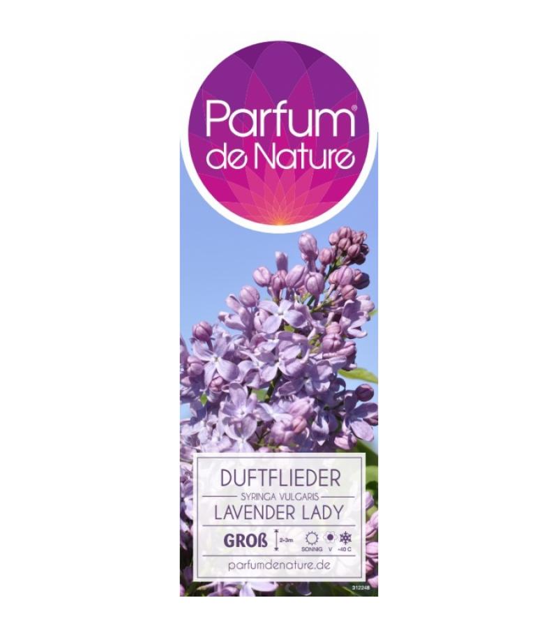 Sering (syringa vulgaris "Lavender Lady") 