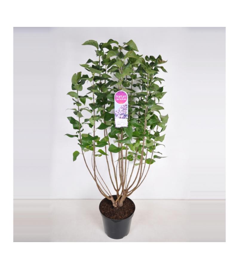 Sering (syringa vulgaris "Lavender Lady") 