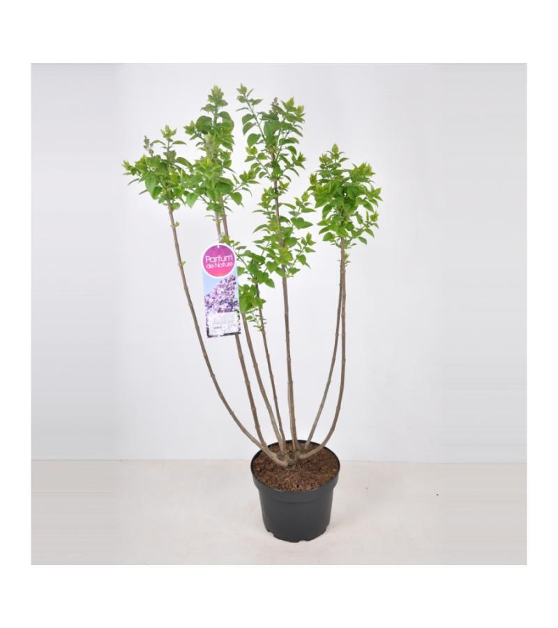 Sering (syringa vulgaris "Lavender Lady") 